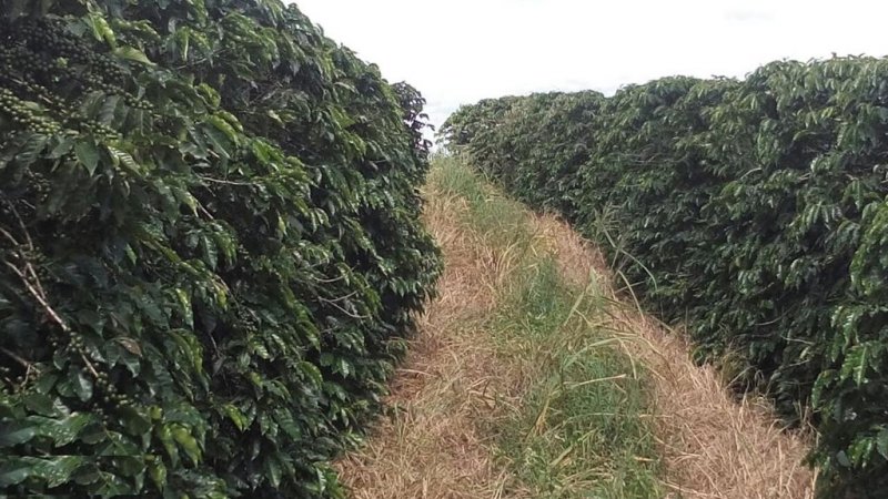 Fazenda - Venda - Zona Rural - Carmo da Mata - MG