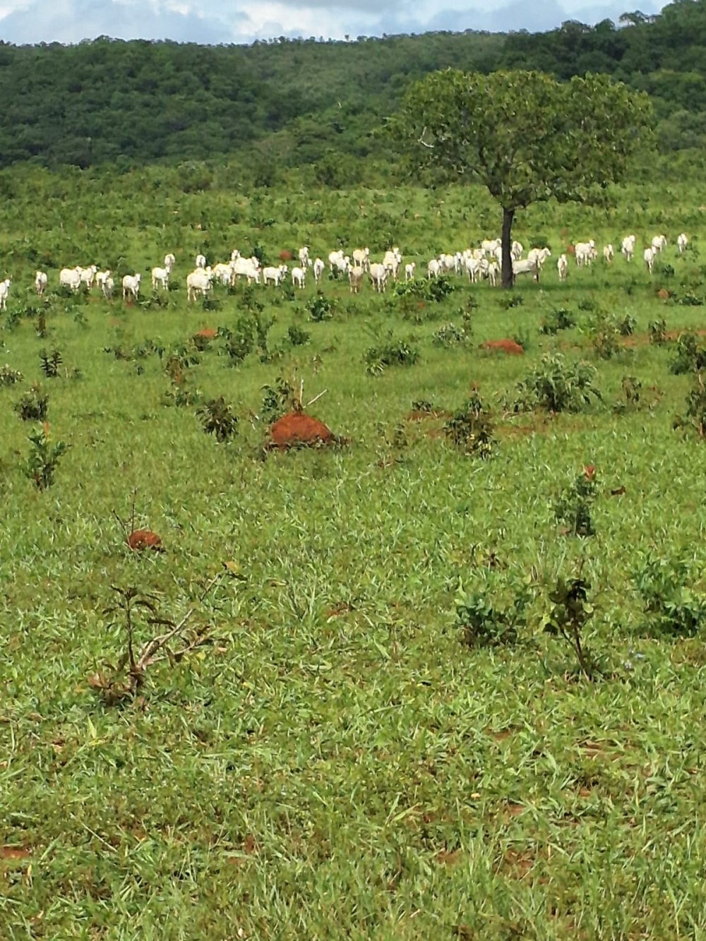 Fazenda - Venda - rea Rural de Una - Una - MG