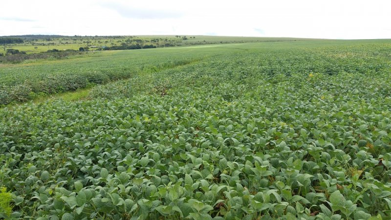 Fazenda - Venda - Zona Rural - Buriti de Gois - GO