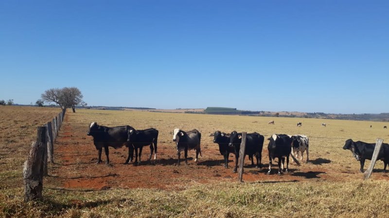 Fazenda - Venda - Zona Rural - Presidente Olegrio - MG