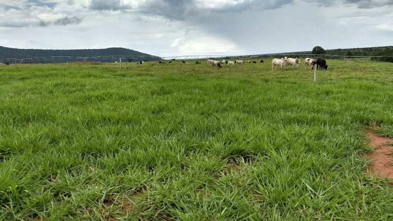 Fazenda - Venda - rea Rural - Manga - MG