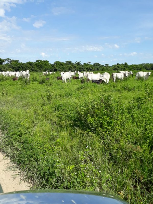 Fazenda - Venda - Zona Rural - Bonfinpolis de Minas - MG