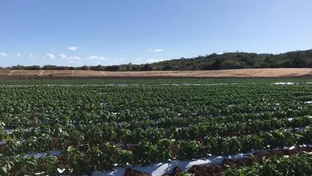 Fazenda - Venda - Zona Rural - Ibimirim - PE