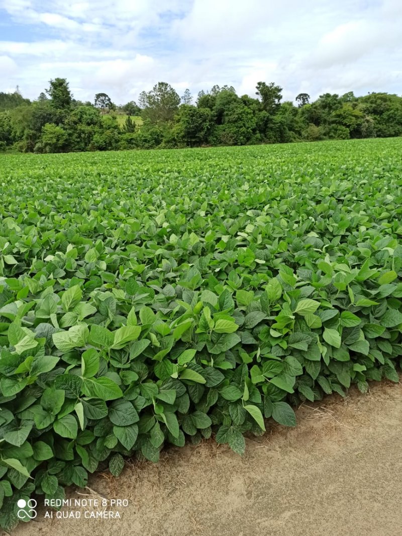 Fazenda - Venda - rea Rural de Capo Bonito - Capo Bonito - SP