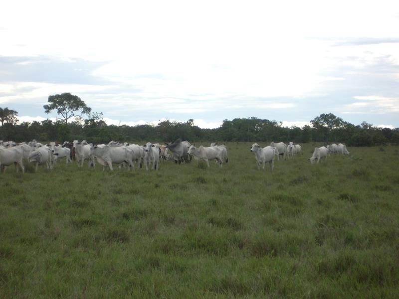 Fazenda - Venda - Zona Rural - Brasilndia de Minas - MG