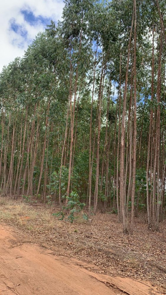 Fazenda - Venda - rea Rural de Montes Claros - Montes Claros - MG