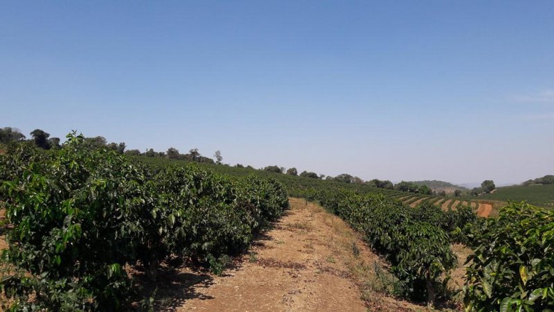 Fazenda - Venda - Zona Rural - Santo Antnio do Amparo - MG