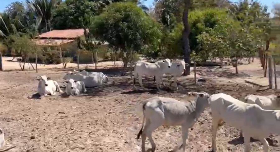 Fazenda - Venda - Zona Rural - Santa Fé de Minas - MG