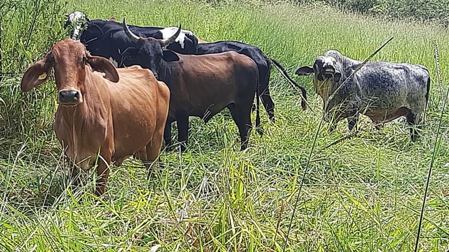 Fazenda - Venda - �rea Rural de Curvelo - Curvelo - MG
