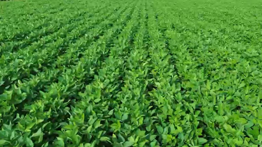 Fazenda - Venda - Área Rural de Unaí - Unaí - MG