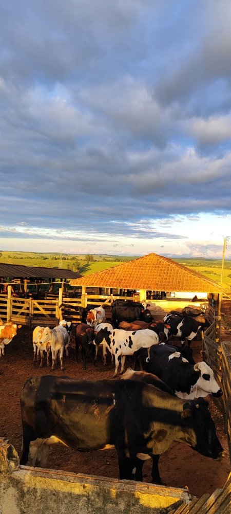 Fazenda - Venda - rea Rural de Itapetininga - Itapetininga - SP