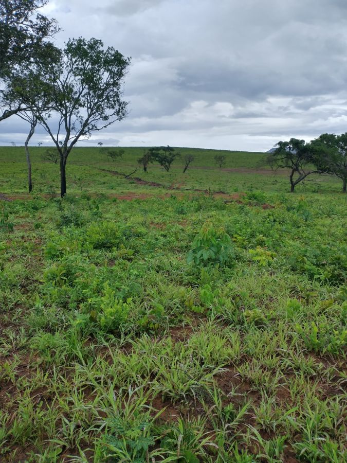 Fazenda - Venda - Zona Rural - Ponte Alta do Bom Jesus - TO