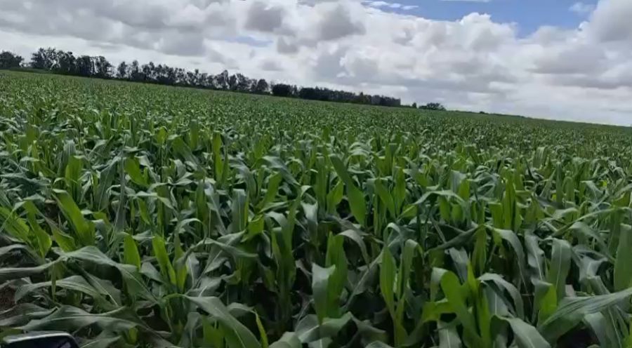 Fazenda - Venda - Zona Rural - Lagoa Grande - MG