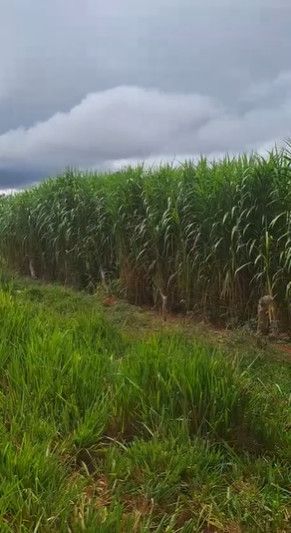 Fazenda - Venda - Zona Rural - Morro da Gara - MG