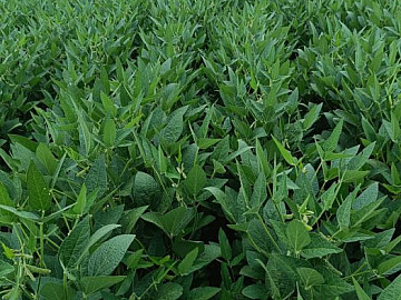 FAZENDA DUPLA APTID�O COM 2177 HA FORMADA EM PARANATINGA -MT