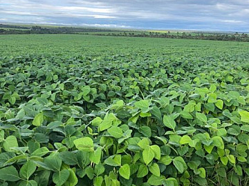 FAZENDA DUPLA APTID�O COM 672 HA EM FORMOSO DE MIMAS - MG