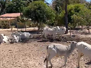 FAZENDA COM 950 HA FORMADA EM SANTA F� DE MINAS-MG