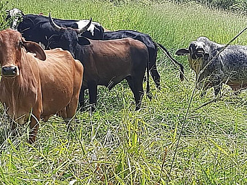 FAZENDA DUPLA APTID�O COM 60 HA RICA DE �GUA EM CURVELO-MG