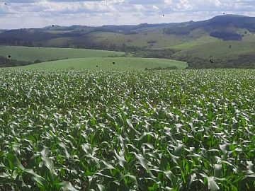 FAZENDA DUPLA APTID�O COM 96 HA FORMADA EM RESENDE COSTA-MG