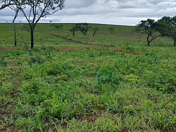 FAZENDA COM 2.221 HA EM PONTE ALTA DO BOM JESUS-TO